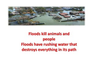 Floods kill animals and 
people 
Floods have rushing water that 
destroys everything in its path 
 