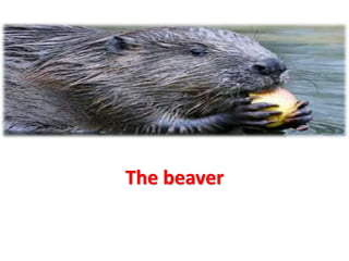 The beaver 
 