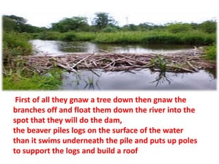 First of all they gnaw a tree down then gnaw the 
branches off and float them down the river into the 
spot that they will do the dam, 
the beaver piles logs on the surface of the water 
than it swims underneath the pile and puts up poles 
to support the logs and build a roof 
 