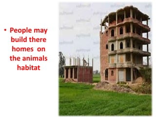 • People may 
build there 
homes on 
the animals 
habitat 
 