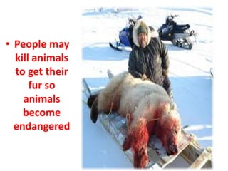 • People may 
kill animals 
to get their 
fur so 
animals 
become 
endangered 
 