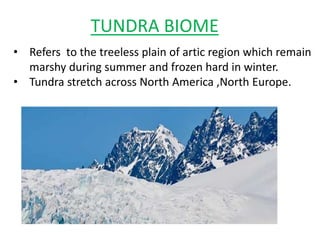 TUNDRA BIOME
• Refers to the treeless plain of artic region which remain
marshy during summer and frozen hard in winter.
• Tundra stretch across North America ,North Europe.
 
