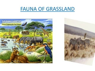 FAUNA OF GRASSLAND
 