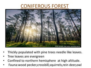 CONIFEROUS FOREST
• Thickly populated with pine trees needle like leaves.
• Tree leaves are evergreen
• Confined to northern hemisphere at high altitude.
• Fauna:wood pecker,crossbill,squirrels,rein deer,owl
 