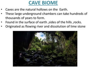 CAVE BIOME
• Caves are the natural hollows on the Earth.
• These large underground chambers can take hundreds of
thousands of years to form.
• Found in the surface of earth ,sides of the hills ,rocks.
• Originated as flowing river and dissolution of lime stone
 