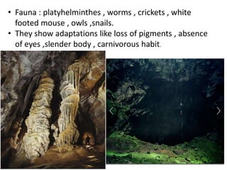 • Fauna : platyhelminthes , worms , crickets , white
footed mouse , owls ,snails.
• They show adaptations like loss of pigments , absence
of eyes ,slender body , carnivorous habit.
 