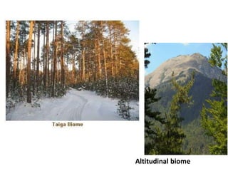 Altitudinal biome
 