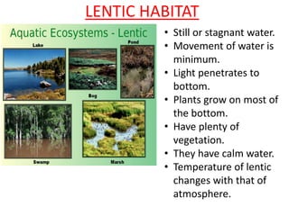 LENTIC HABITAT
• Still or stagnant water.
• Movement of water is
minimum.
• Light penetrates to
bottom.
• Plants grow on most of
the bottom.
• Have plenty of
vegetation.
• They have calm water.
• Temperature of lentic
changes with that of
atmosphere.
 