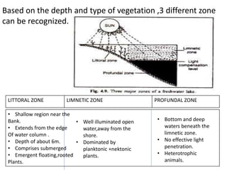 Based on the depth and type of vegetation ,3 different zone
can be recognized.
LITTORAL ZONE LIMNETIC ZONE PROFUNDAL ZONE
• Shallow region near the
Bank.
• Extends from the edge
Of water column .
• Depth of about 6m.
• Comprises submerged
• Emergent floating,rooted
Plants.
• Well illuminated open
water,away from the
shore.
• Dominated by
planktonic +nektonic
plants.
• Bottom and deep
waters beneath the
limnetic zone.
• No effective light
penetration.
• Heterotrophic
animals.
 