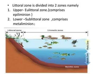 • Littoral zone is divided into 2 zones namely
1. Upper- Eulittoral zone.{comprises
epiliminion }
2. Lower –Sublittoral zone ,comprises
metaliminion.}
 