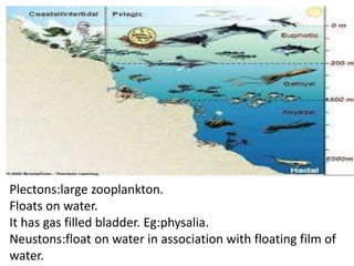 Plectons:large zooplankton.
Floats on water.
It has gas filled bladder. Eg:physalia.
Neustons:float on water in association with floating film of
water.
 