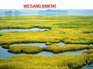 WETLAND HABITAT
 