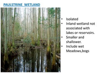 PAULSTRINE WETLAND
• Isolated
• Inland wetland not
associated with
lakes or reservoirs.
• Smaller and
shallower.
• Include wet
Meadows,bogs
 