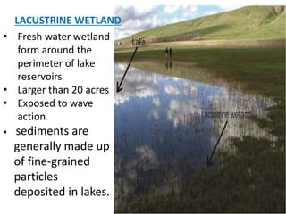 • Fresh water wetland
form around the
perimeter of lake
reservoirs
• Larger than 20 acres
• Exposed to wave
action.
 sediments are
generally made up
of fine-grained
particles
deposited in lakes.
LACUSTRINE WETLAND
 