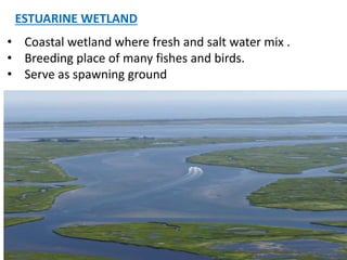 • Coastal wetland where fresh and salt water mix .
• Breeding place of many fishes and birds.
• Serve as spawning ground
ESTUARINE WETLAND
 