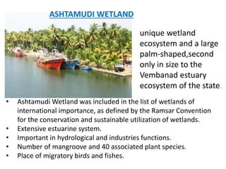 • unique wetland
ecosystem and a large
palm-shaped,second
only in size to the
Vembanad estuary
ecosystem of the state.
• Ashtamudi Wetland was included in the list of wetlands of
international importance, as defined by the Ramsar Convention
for the conservation and sustainable utilization of wetlands.
• Extensive estuarine system.
• Important in hydrological and industries functions.
• Number of mangroove and 40 associated plant species.
• Place of migratory birds and fishes.
ASHTAMUDI WETLAND
 