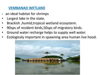 • an ideal habitat for shrimps
• Largest lake in the state.
• Brackish ,humid,tropical wetland ecosystem.
• 90sps of resident birds,50sps of migratory birds.
• Ground water recharge helps to supply well water.
• Ecologicaly important in spawning area human live hood.
VEMBANAD WETLAND
 