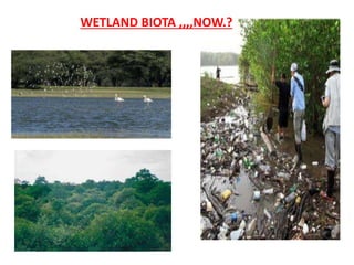 WETLAND BIOTA ,,,,NOW.?
 