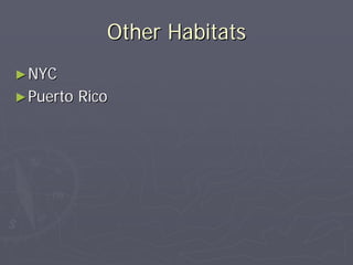 Other Habitats
► NYC
► Puerto   Rico
 