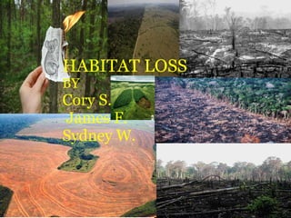 HABITAT LOSS BY Cory S.   James F. Sydney W. 