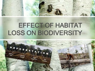 EFFECT OF HABITAT
LOSS ON BIODIVERSITY
 