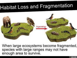 Habitat loss and biodiversity
