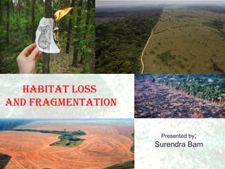 Habitat loss
and fragmentation

                     Presented by;
                    Surendra Bam
 