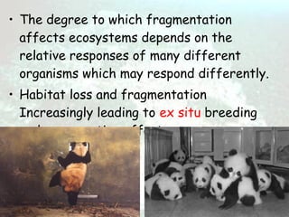 Habitat loss and fragmentation | PPT
