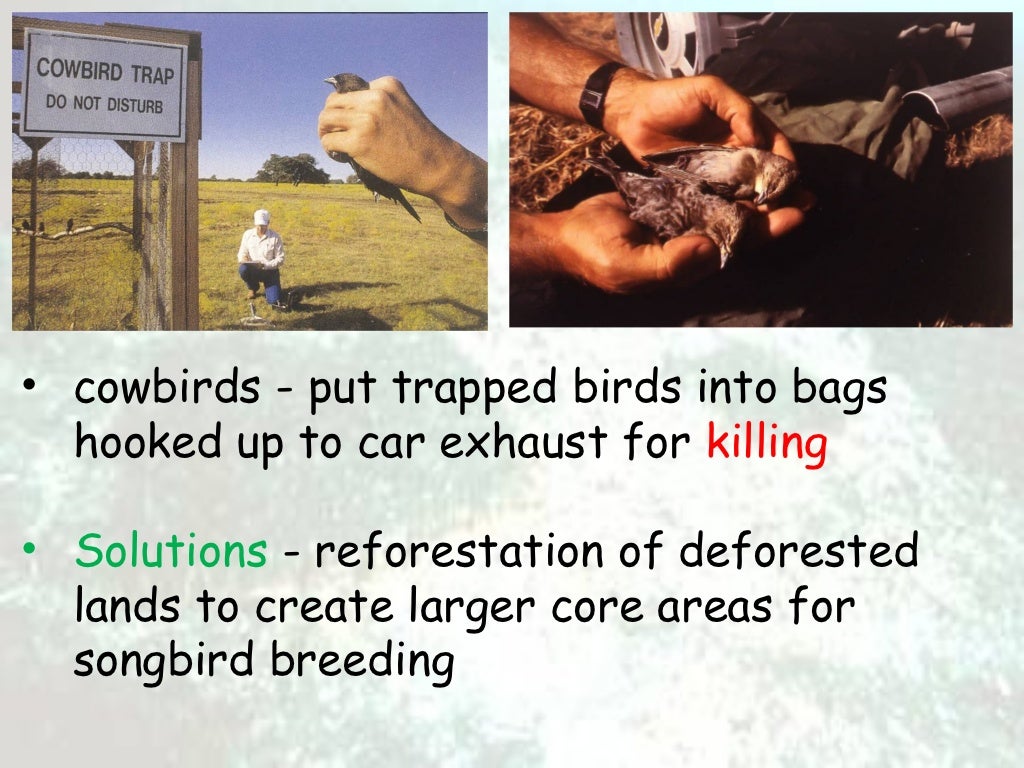 Habitat loss and fragmentation