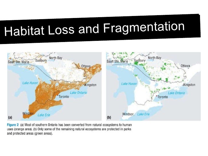 Habitat Loss and Fragmentation