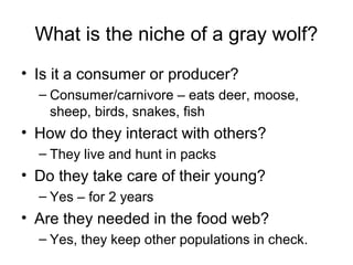 What is the niche of a gray wolf?
• Is it a consumer or producer?
– Consumer/carnivore – eats deer, moose,
sheep, birds, snakes, fish

• How do they interact with others?
– They live and hunt in packs

• Do they take care of their young?
– Yes – for 2 years

• Are they needed in the food web?
– Yes, they keep other populations in check.

 