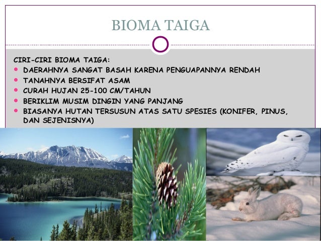 Биома кошка. Биома кошка. Грибной биом. Нпс биомы. Биома кошка.