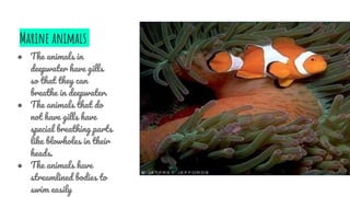 Animals Not Streamlined Habitat of the living | PPTX