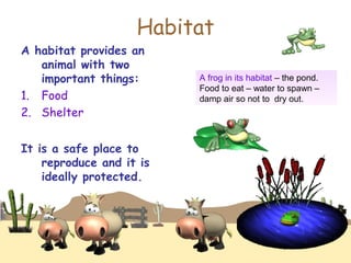 Habitat
A habitat provides an
animal with two
important things:
1. Food
2. Shelter
It is a safe place to
reproduce and it is
ideally protected.
A frog in its habitat – the pond.
Food to eat – water to spawn –
damp air so not to dry out.