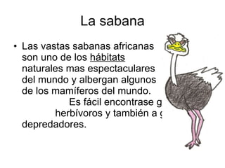 La sabana Las vastas sabanas africanas  son uno de los  hábitats   naturales mas espectaculares  del mundo y albergan algunos  de los mamíferos del mundo.  Es fácil encontrase grandes  herbívoros y también a grandes depredadores. 
