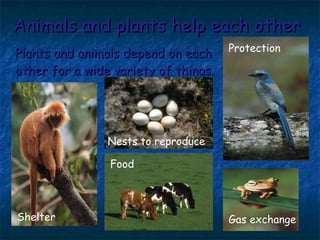 Animals and plants help each other Plants and animals depend on each other for a wide variety of things. Food Nests to reproduce Shelter Protection Gas exchange 