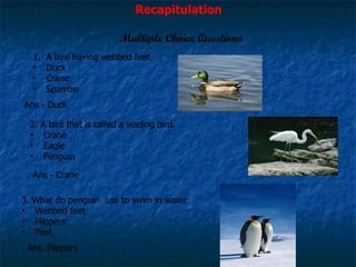 Multiple Choice Questions 3. What do penguin  use to swim in water. Webbed feet Flippers Feet  A bird having webbed feet. Duck Crane Sparrow Ans - Duck 2. A bird that is called a wading bird. Crane Eagle Penguin Ans - Crane Ans. Flippers Recapitulation 