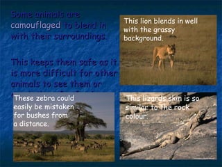 Some animals are  camouflaged  to blend in with their surroundings. This keeps them safe as it is more difficult for other animals to see them or catch them for food. These zebra could easily be mistaken  for bushes from  a distance. This lizards skin is so similar to the rock colour.  This lion blends in well with the grassy background. 