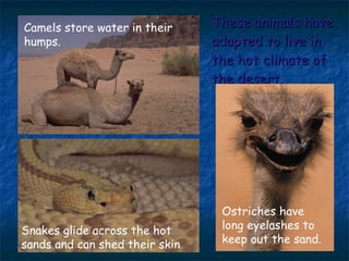 These animals have adapted to live in the hot climate of the desert. Camels store water in their humps. Ostriches have long eyelashes to keep out the sand. Snakes glide across the hot sands and can shed their skin 