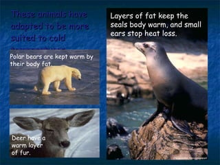 These animals have adapted to be more suited to cold temperatures. Layers of fat keep the seals body warm, and small ears stop heat loss. Polar bears are kept warm by their body fat. Deer have a warm layer of fur. 