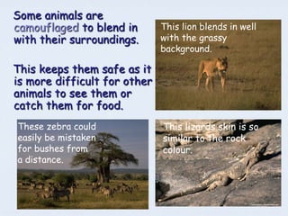 Some animals are
camouflaged to blend in       This lion blends in well
with their surroundings.      with the grassy
                              background.

This keeps them safe as it
is more difficult for other
animals to see them or
catch them for food.
These zebra could             This lizards skin is so
easily be mistaken            similar to the rock
for bushes from               colour.
a distance.
 