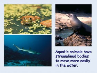 Aquatic animals have
streamlined bodies
to move more easliy
in the water.
 