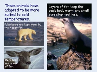 These animals have             Layers of fat keep the
adapted to be more             seals body warm, and small
suited to cold                 ears stop heat loss.
temperatures.
Polar bears are kept warm by
their body fat.




Deer have a
warm layer
of fur.
 