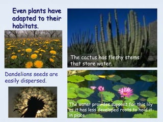 Even plants have
  adapted to their
  habitats.



                       The cactus has fleshy stems
                       that store water.

Dandelions seeds are
easily dispersed.



                       The water provides support for this lily
                       as it has less developed roots to hold it
                       in place.
 