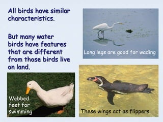 All birds have similar
characteristics.

But many water
birds have features
that are different        Long legs are good for wading
from those birds live
on land.



Webbed
feet for
swimming                 These wings act as flippers
 