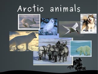 FORESTS There are a lot of trees and plants and a big variety of animals because there is plenty of water.