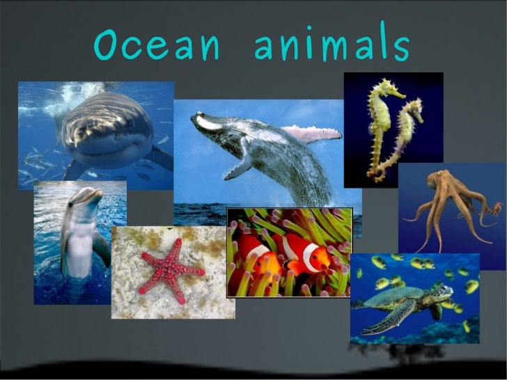 Animals Habitats