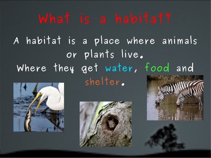 What is a habitat? A habitat is a place where animals or plants live. Where they get  water ,  food  and  shelter . 