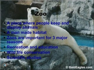 Zoo A place where people keep and display animals A man made habitat Zoos are important for 3 major reasons Recreation and education Wild life conservation Scientific studies 