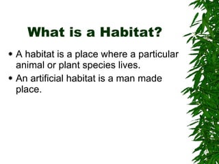 What is a Habitat? A habitat is a place where a particular animal or plant species lives. An artificial habitat is a man made place. 